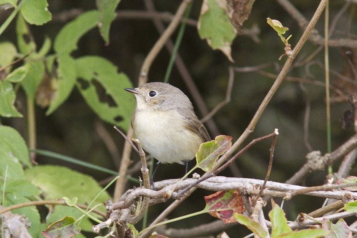 Red-breasted Flycatcher