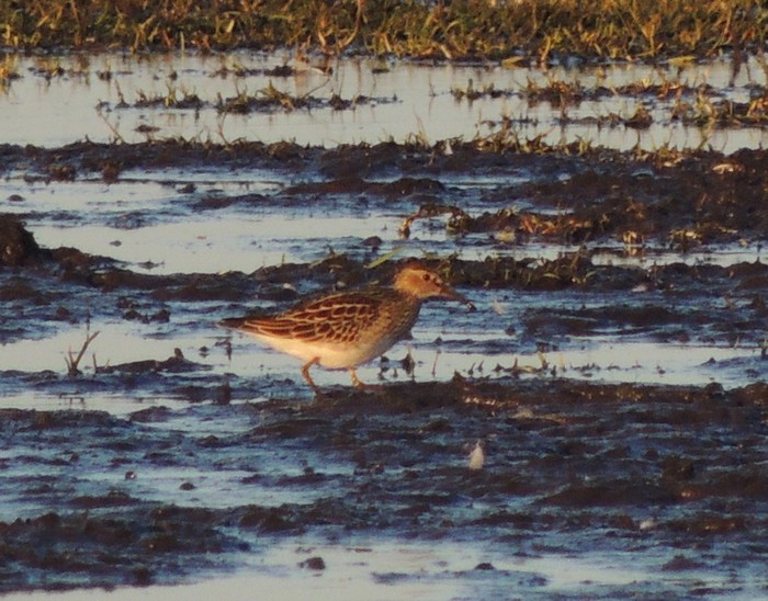 Pectoral Sandpiper