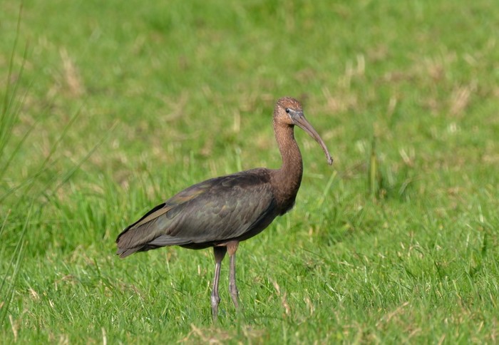 Glossy Ibis