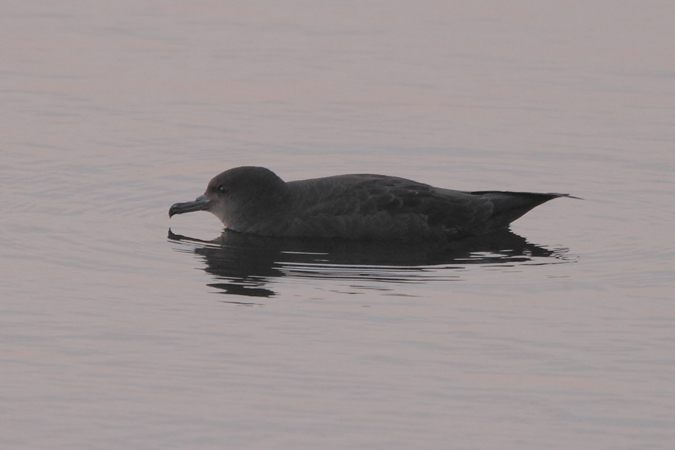 Sooty Shearwater