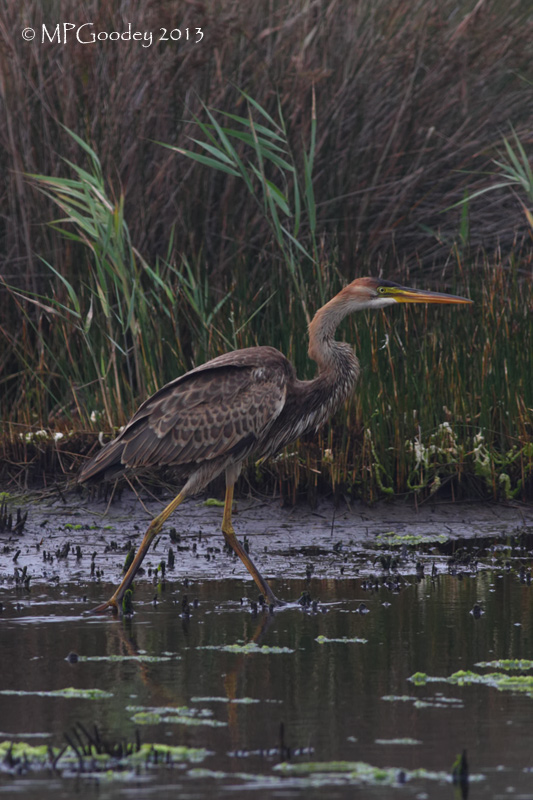 Purple Heron