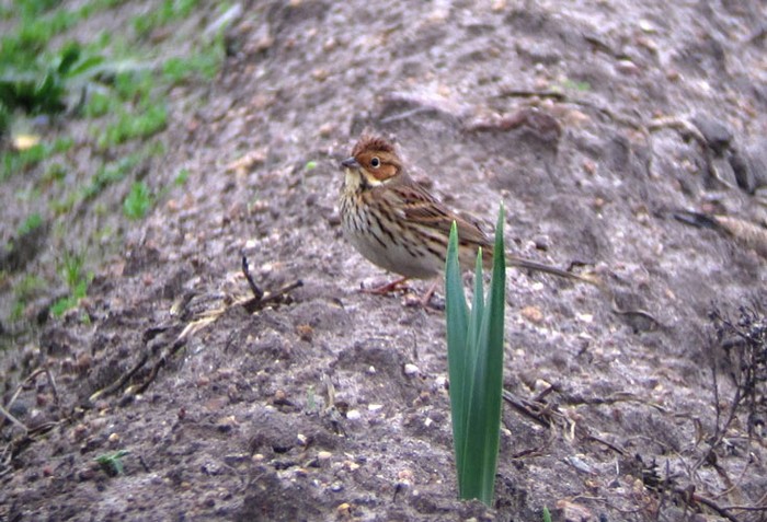 Little Bunting