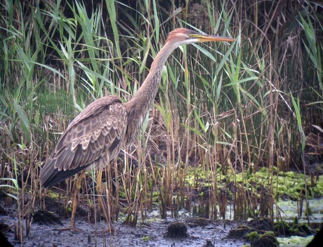 Purple Heron