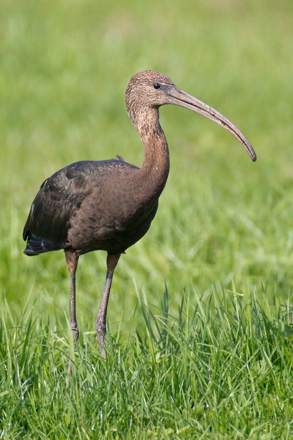 Glossy Ibis