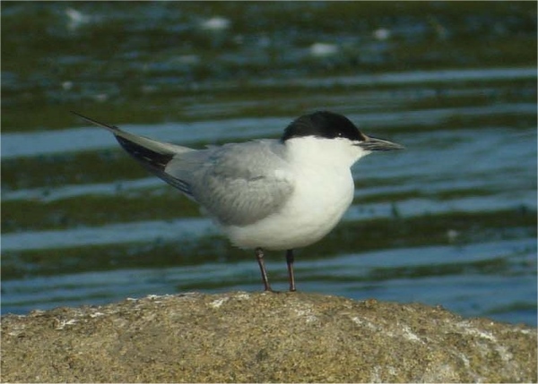 Gull-billed Tern