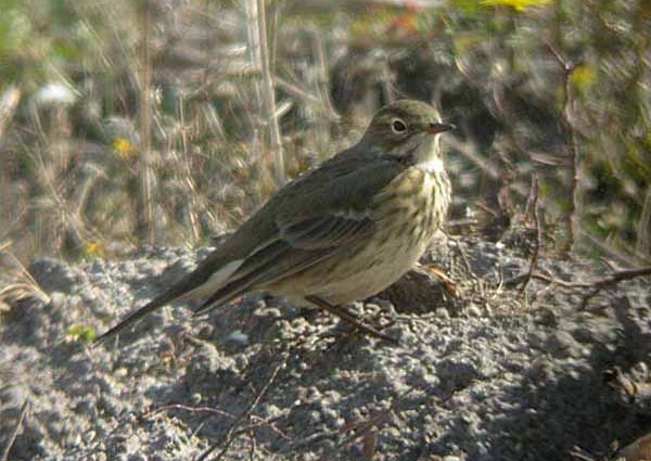 Buff-bellied Pipit