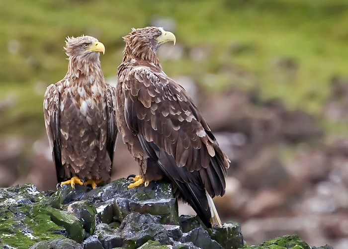 White-tailed Eagle