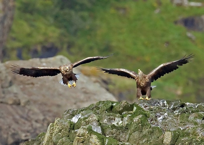 White-tailed Eagle