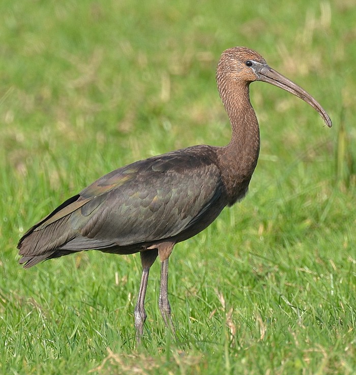 Glossy Ibis
