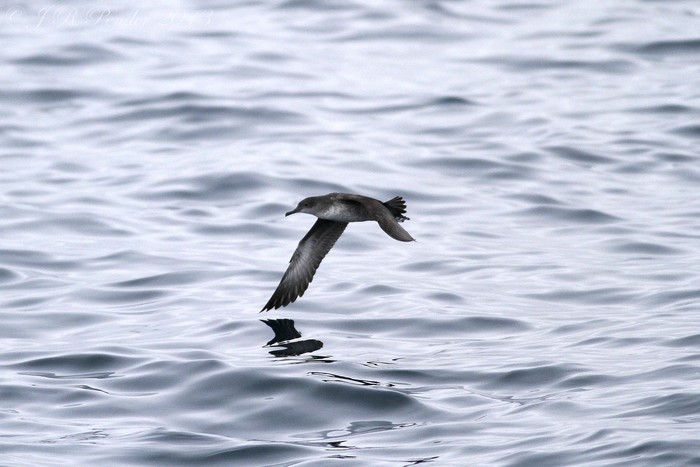 Balearic Shearwater