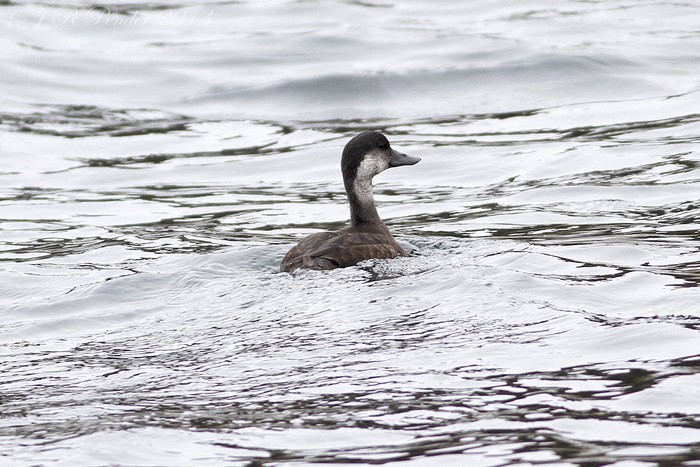 Common Scoter