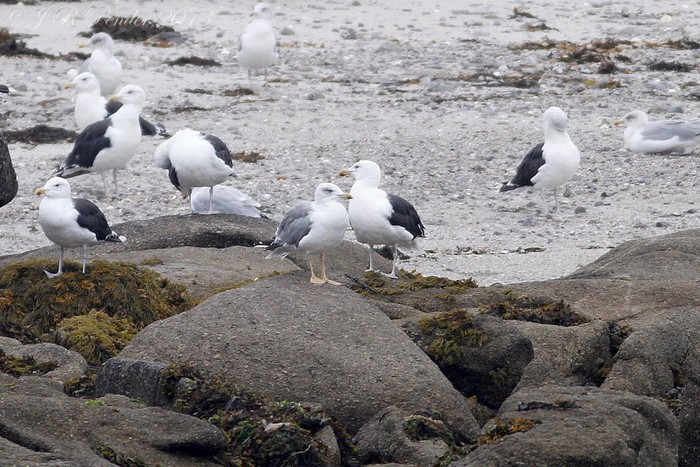 Yellow-legged Gull