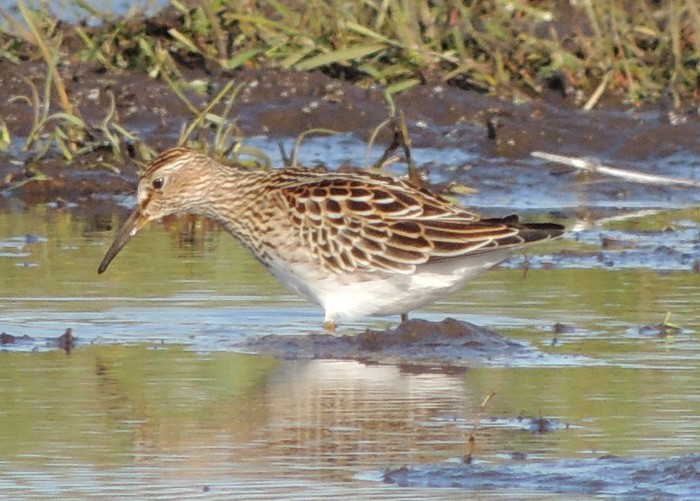Pectoral Sandpiper