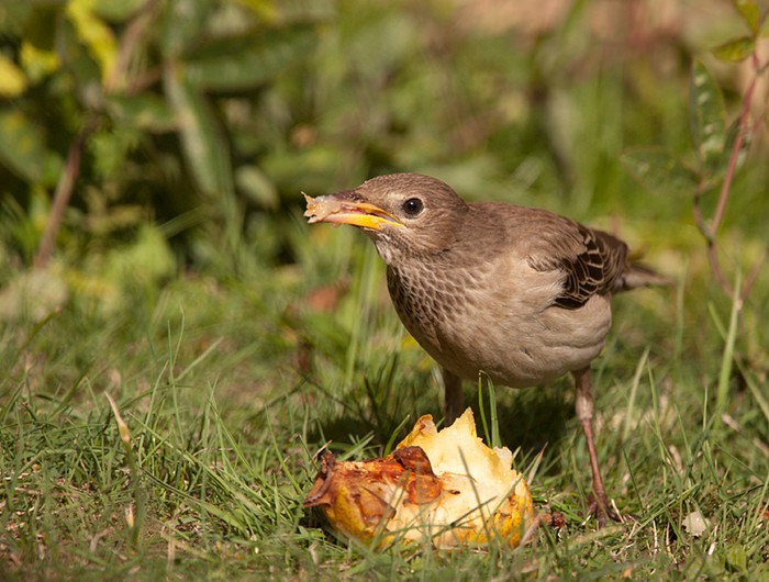 Rose-coloured Starling