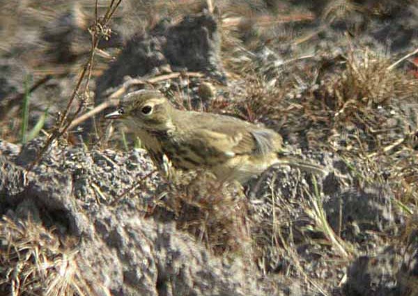 Buff-bellied Pipit