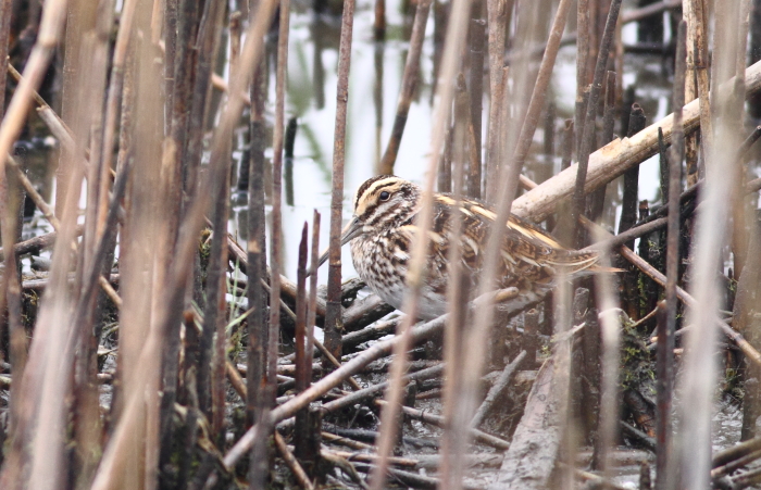 Jack Snipe
