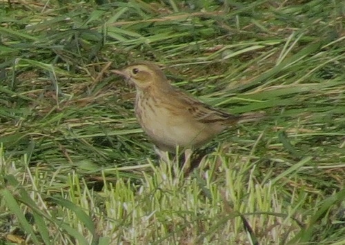 Richard's Pipit