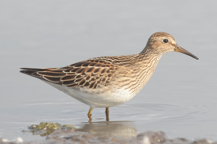 Pectoral Sandpiper