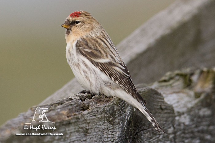 Hornemann's Arctic Redpoll