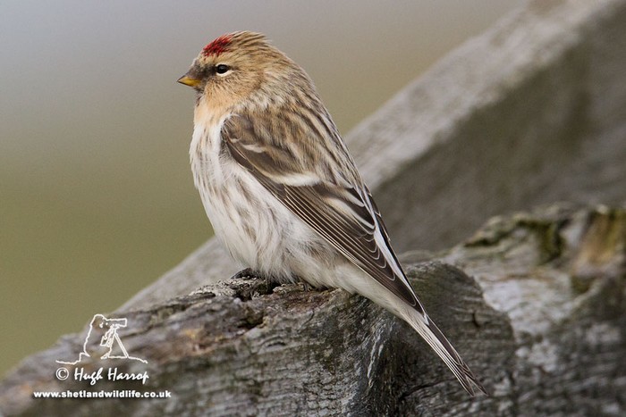 Hornemann's Arctic Redpoll