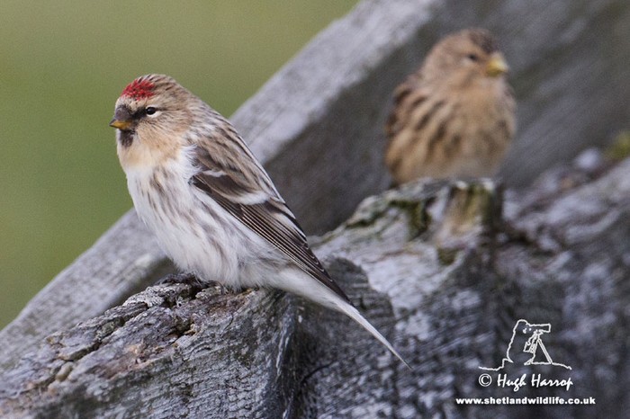 Hornemann's Arctic Redpoll