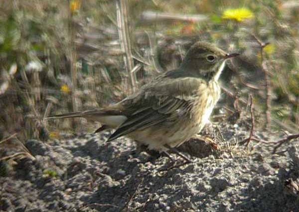 Buff-bellied Pipit