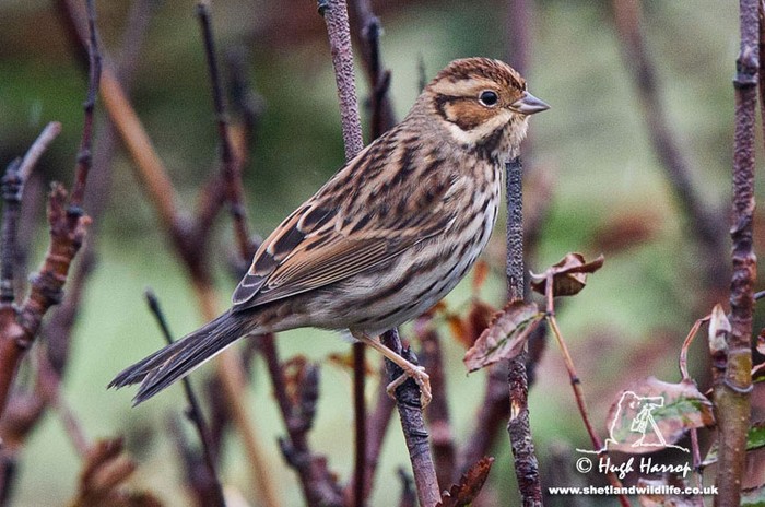 Little Bunting