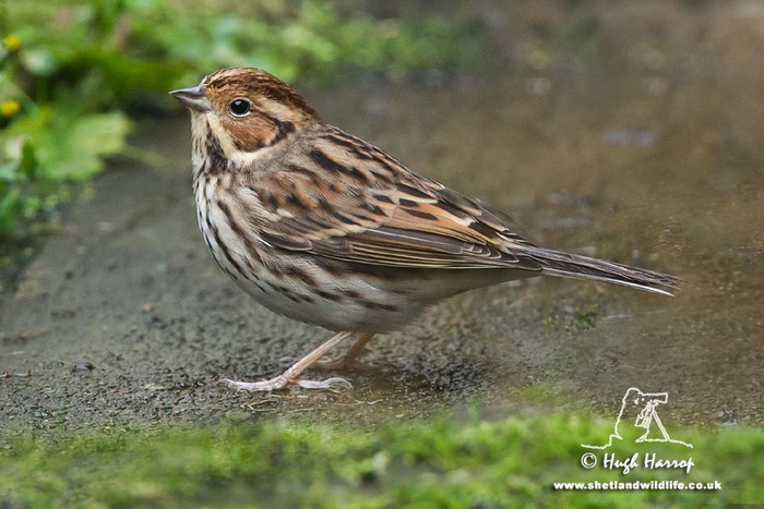 Little Bunting