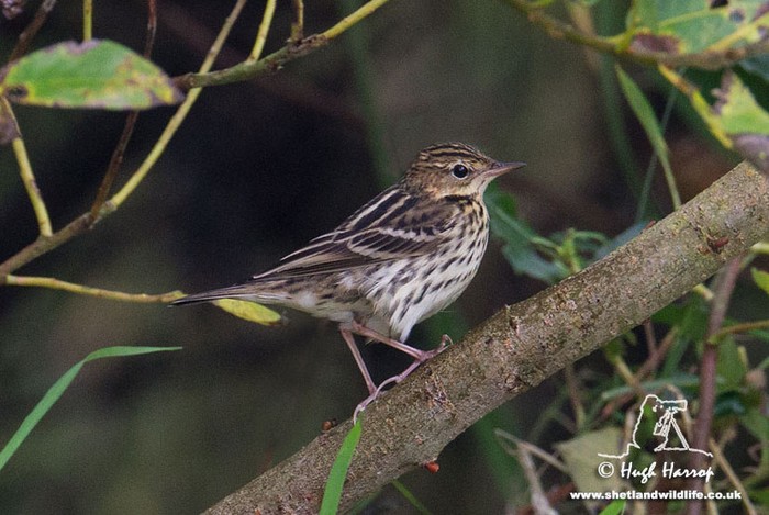 Pechora Pipit
