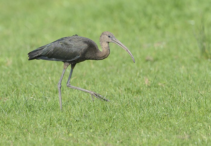 Glossy Ibis
