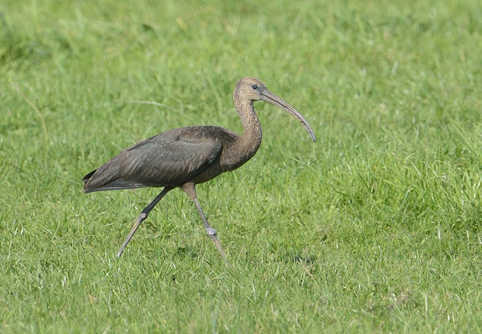 Glossy Ibis