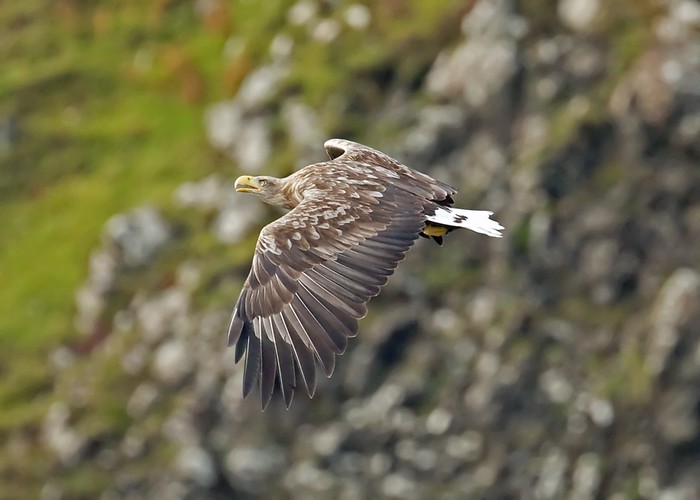 White-tailed Eagle
