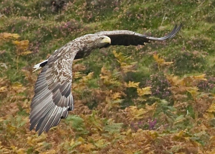 White-tailed Eagle