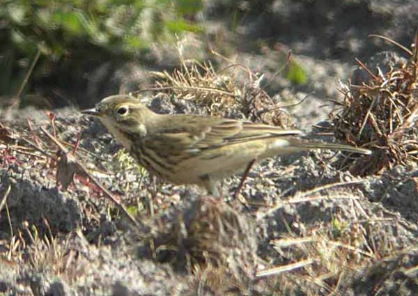 Buff-bellied Pipit