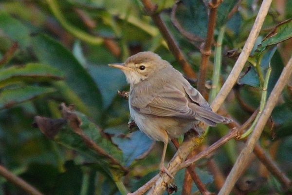 Booted Warbler