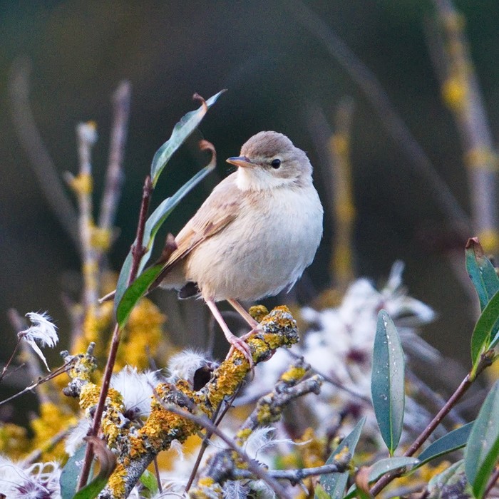 Booted Warbler