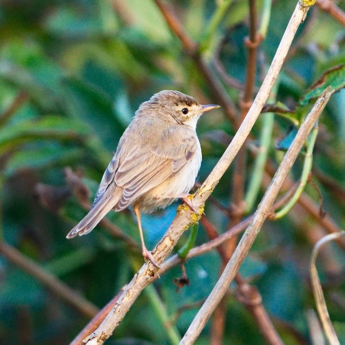 Booted Warbler