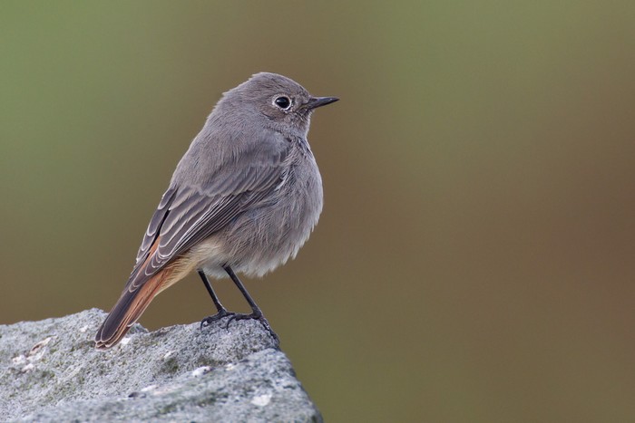 Black Redstart