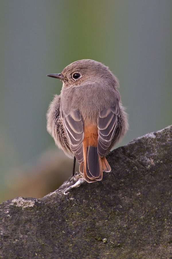 Black Redstart