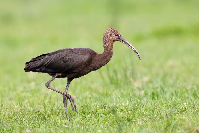 Glossy Ibis