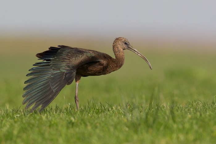 Glossy Ibis