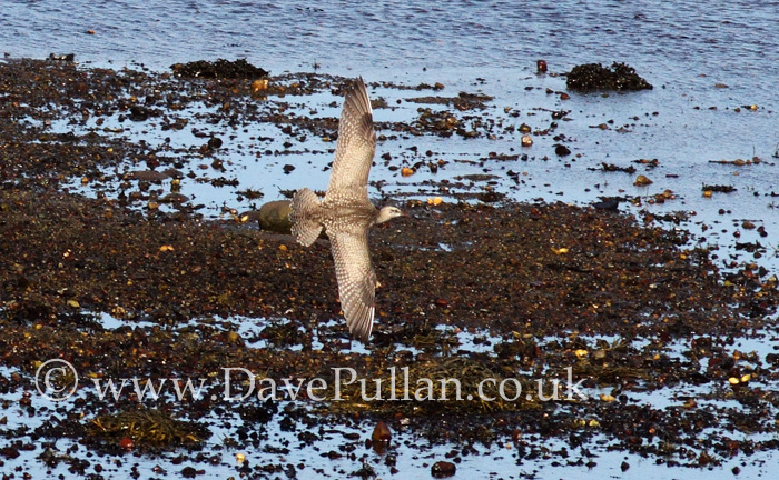 Hudsonian Whimbrel