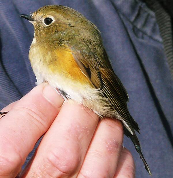 Red-flanked Bluetail