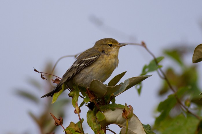Blackpoll Warbler