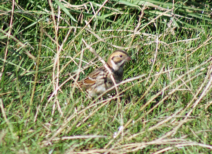 Lapland Bunting