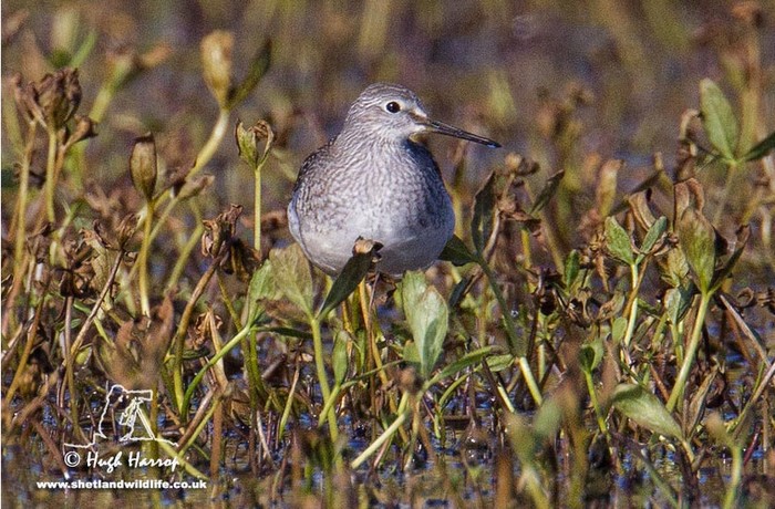 Lesser Yellowlegs