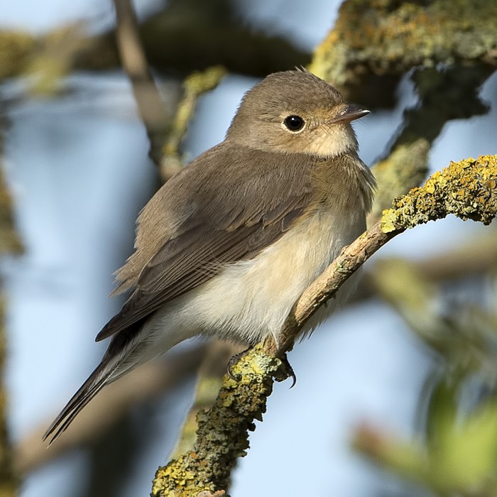 Red-breasted Flycatcher