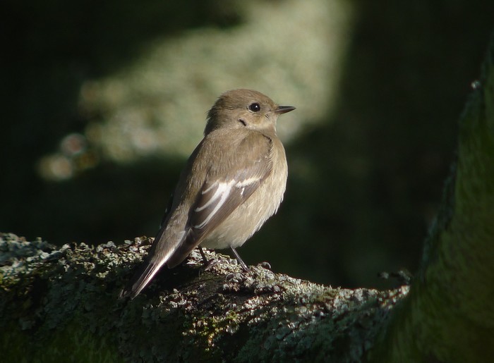Pied Flycatcher