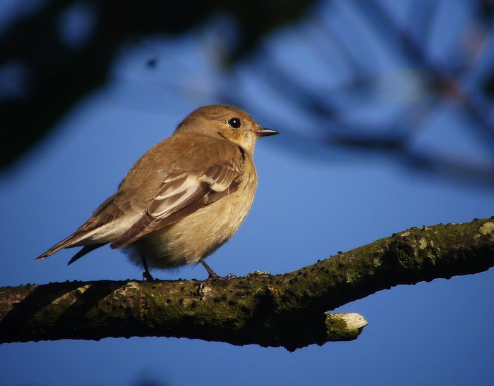 Pied Flycatcher