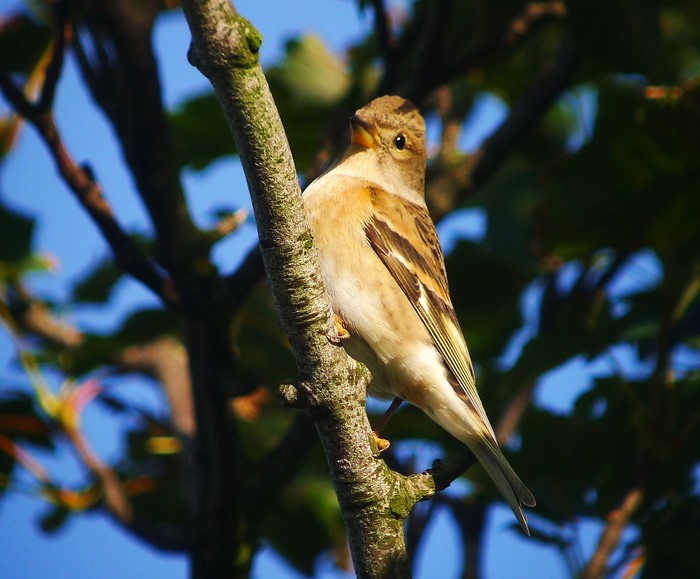 Brambling